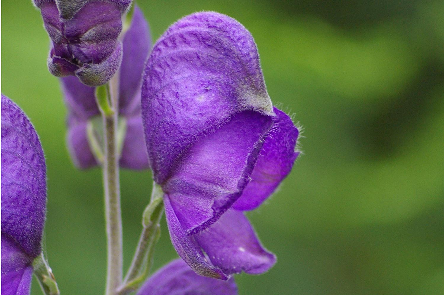 Aconitum napellus (Acon.)