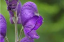 Aconitum napellus (Acon.)