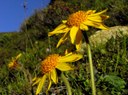 Arnica montana (Arn.)