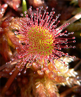 Drosera (Dros.)