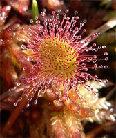 Drosera (Dros.)