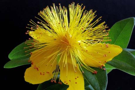 Hypericum (Hyper.)