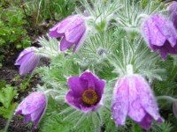 Pulsatilla (Puls.)