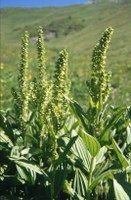 Veratrum album (Verat.)