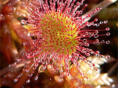 Drosera (Dros.)