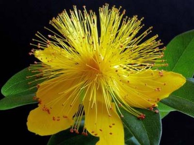 Hypericum (Hyper.)