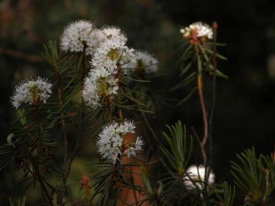 Ledum (Led.)