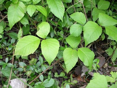 Rhus toxicodendron (Rhus-t.)